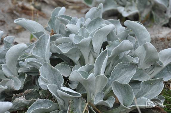 Vegetação em Carcass Island, no noroeste das Ilhas Malvinas